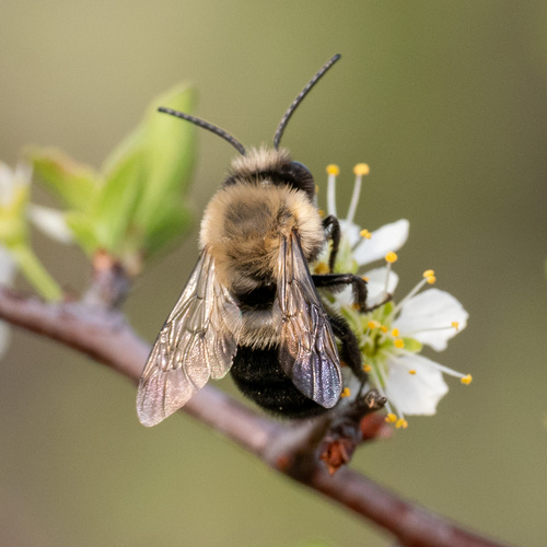 Blueberry Digger Bee photo 3
