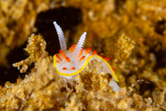 Diaphorodoris papillata