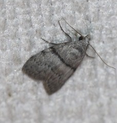 Nola pygmaeodes