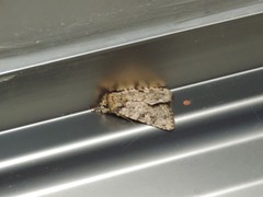 Amphipyra effusa