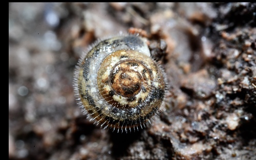 Ashfordia granulata observed 2026-03-06