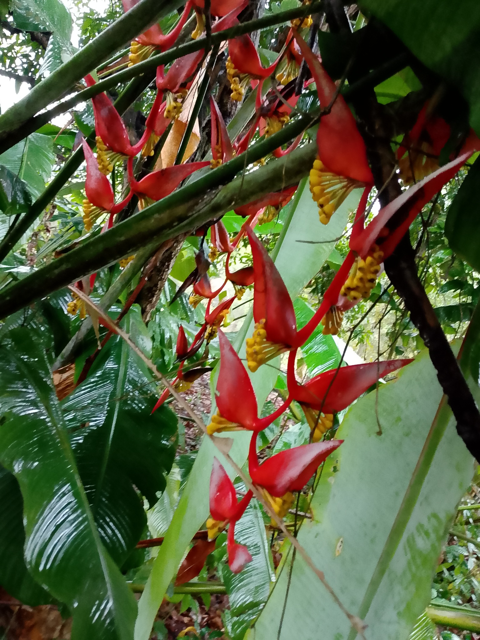 Imagem de Planta Papagaio