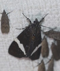 Coenotoca subaspersa