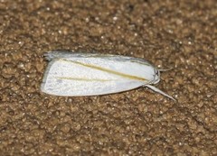 Cryptophasa flavolineata