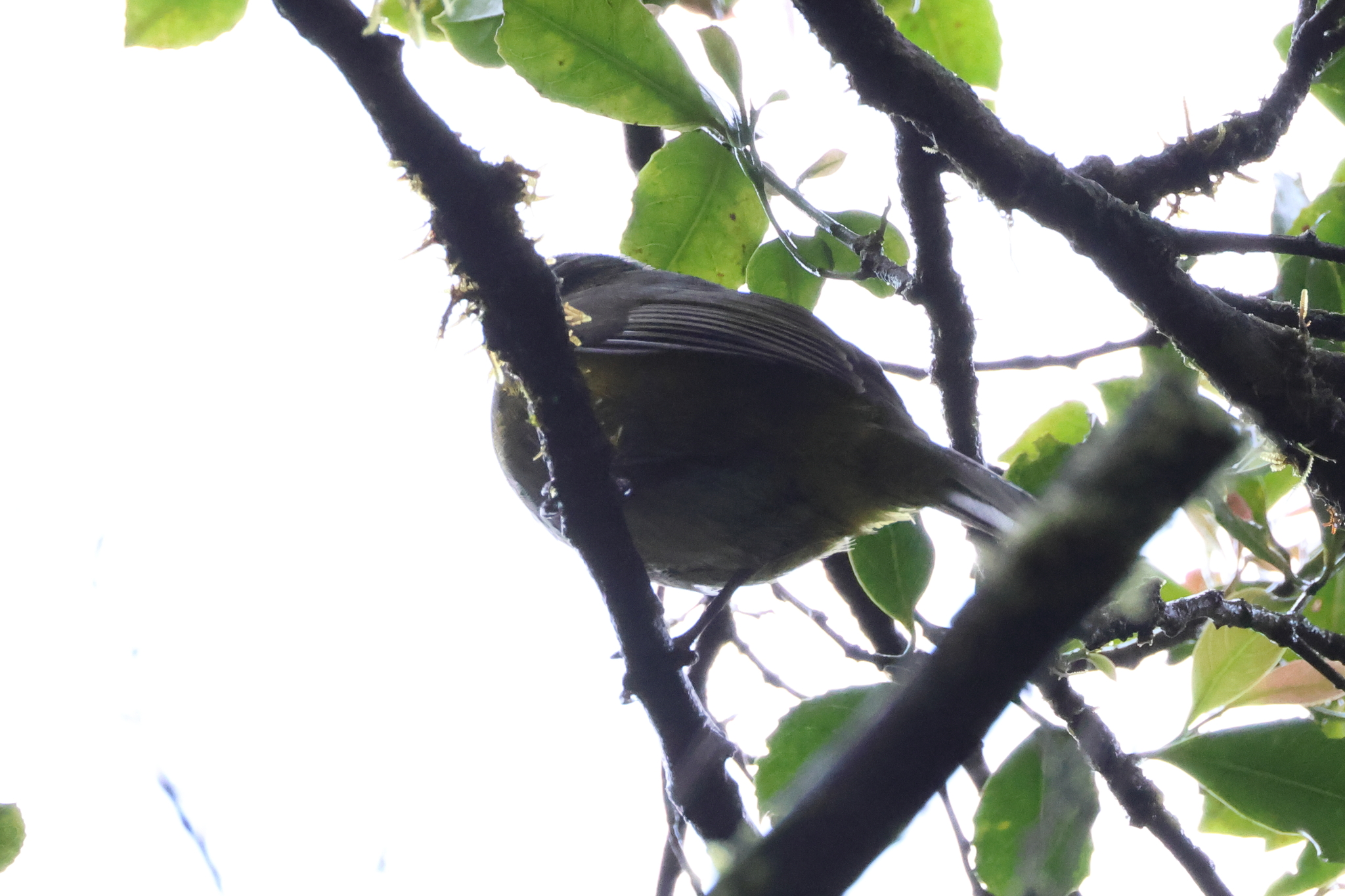 Black-and-yellow Phainoptila (Phainoptila melanoxantha), photo 1