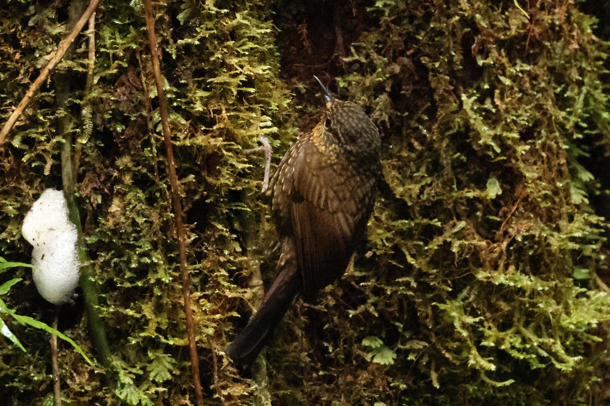 Spotted Barbtail (Premnoplex brunnescens), photo 6