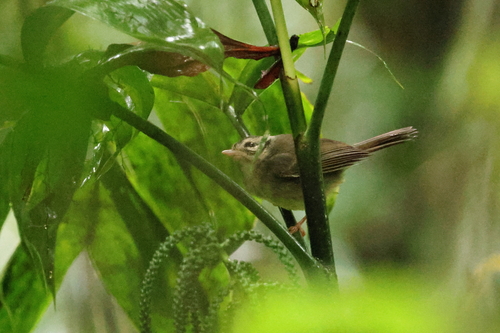 Black-eared Warbler (Basileuterus melanotis), photo 5