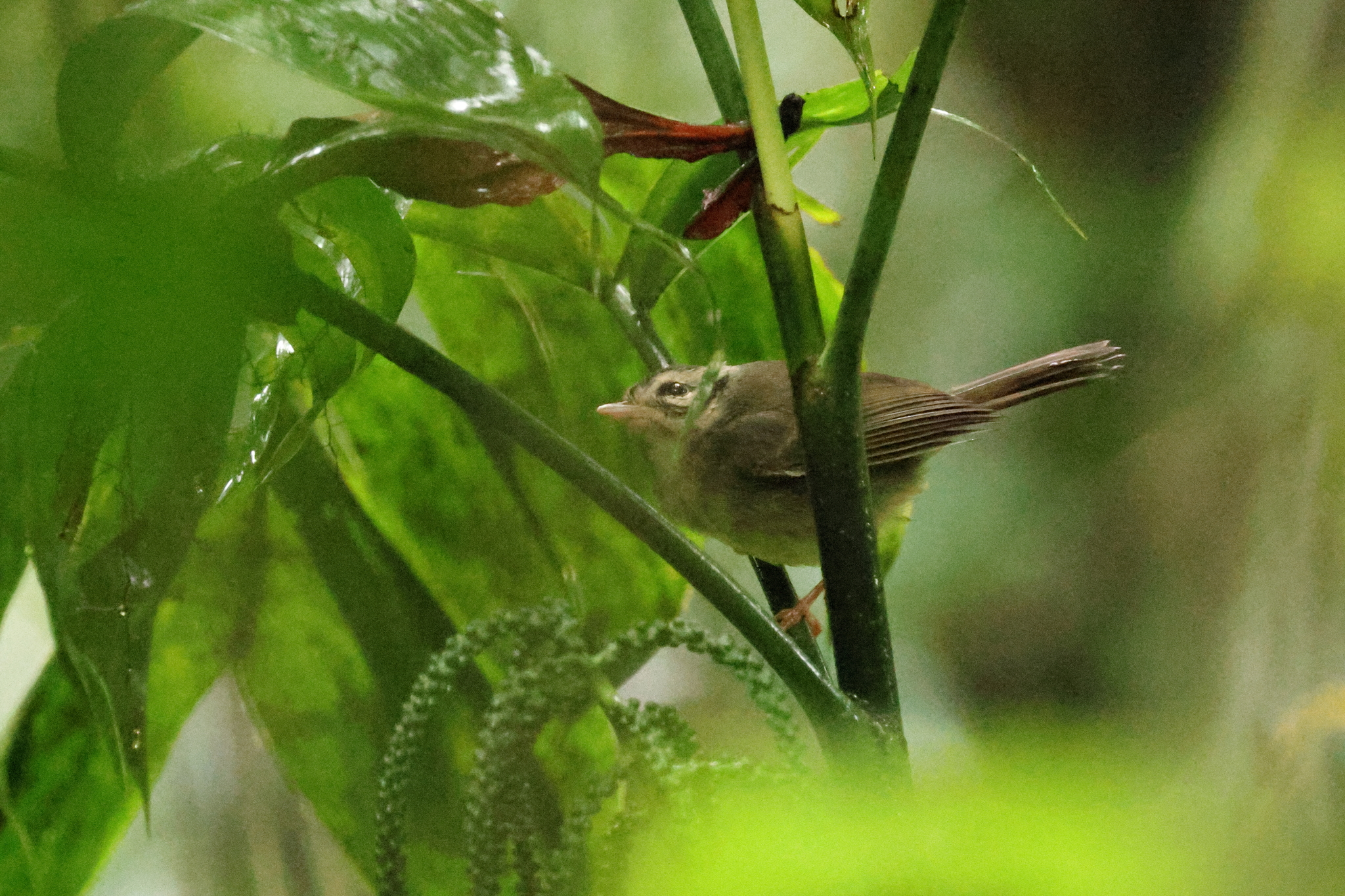 Black-eared Warbler (Basileuterus melanotis), photo 5