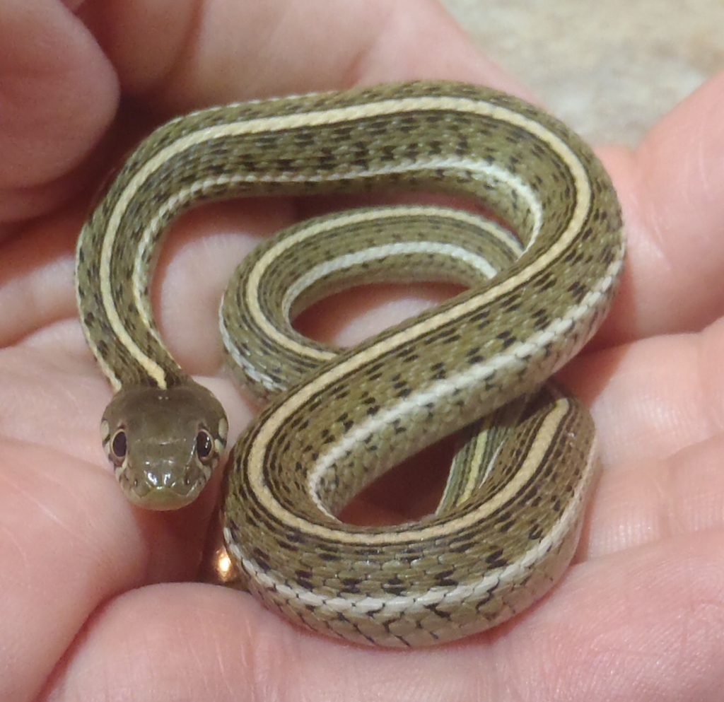 Northern Mexican Garter Snake In June 2015 By Tasprague · Inaturalist