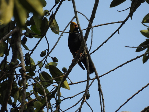 Golden-crested Myna (Ampeliceps coronatus), photo 3