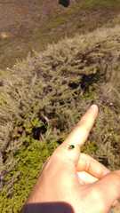 Trirhabda flavolimbata