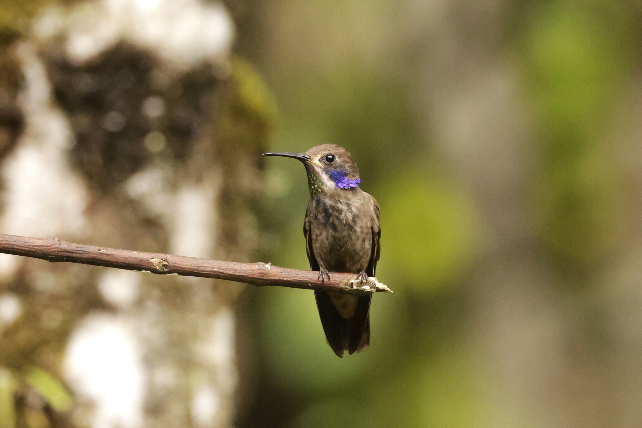 Brown Violetear (Colibri delphinae), photo 9