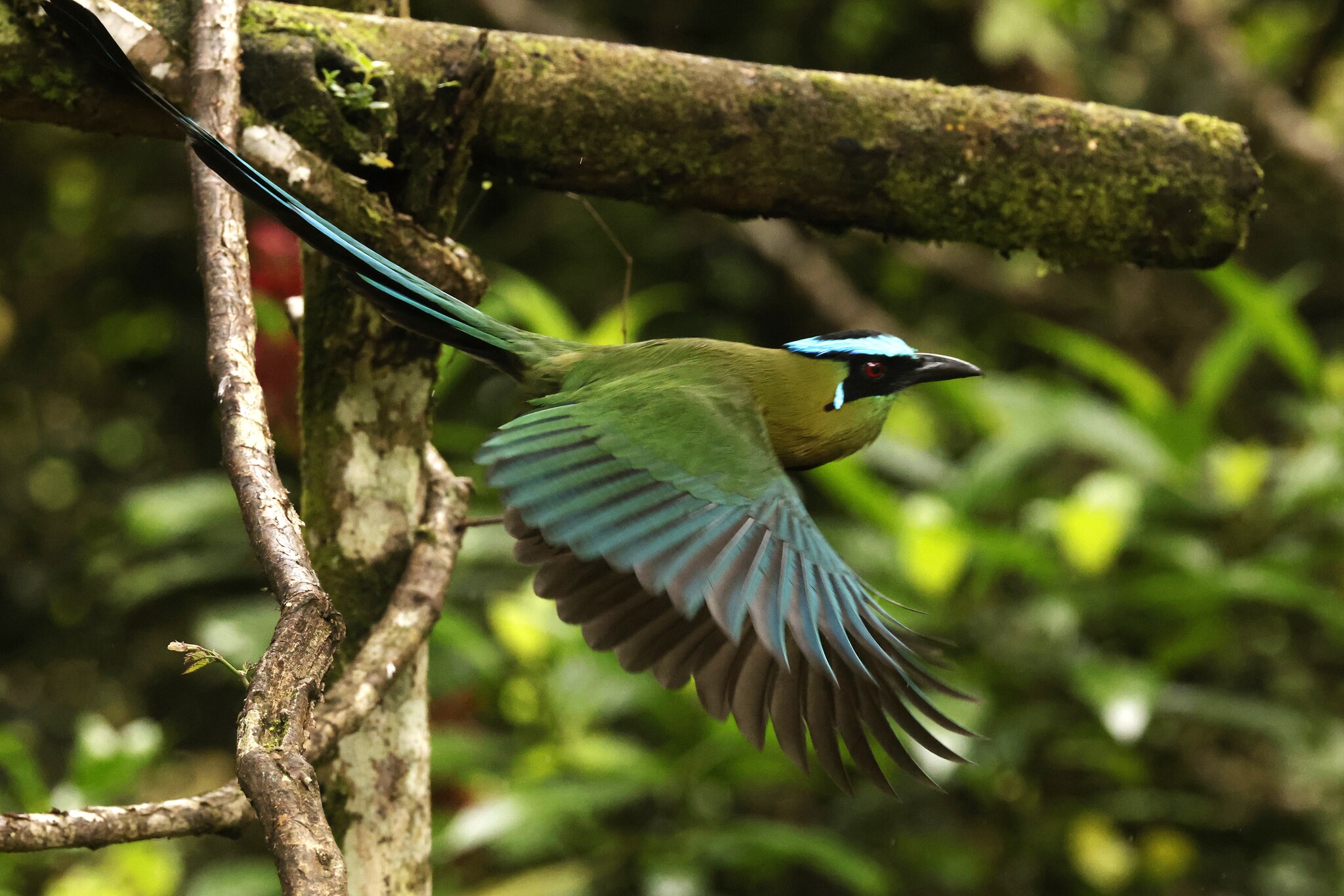 Andean Motmot (Momotus aequatorialis), photo 5