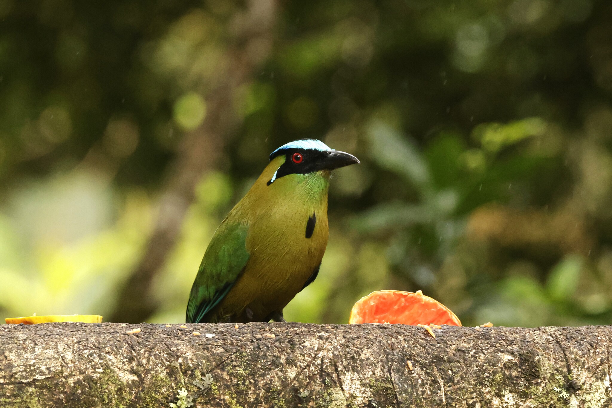 Andean Motmot (Momotus aequatorialis), photo 7