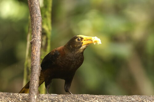 Russet-backed Oropendola (Psarocolius angustifrons), photo 5