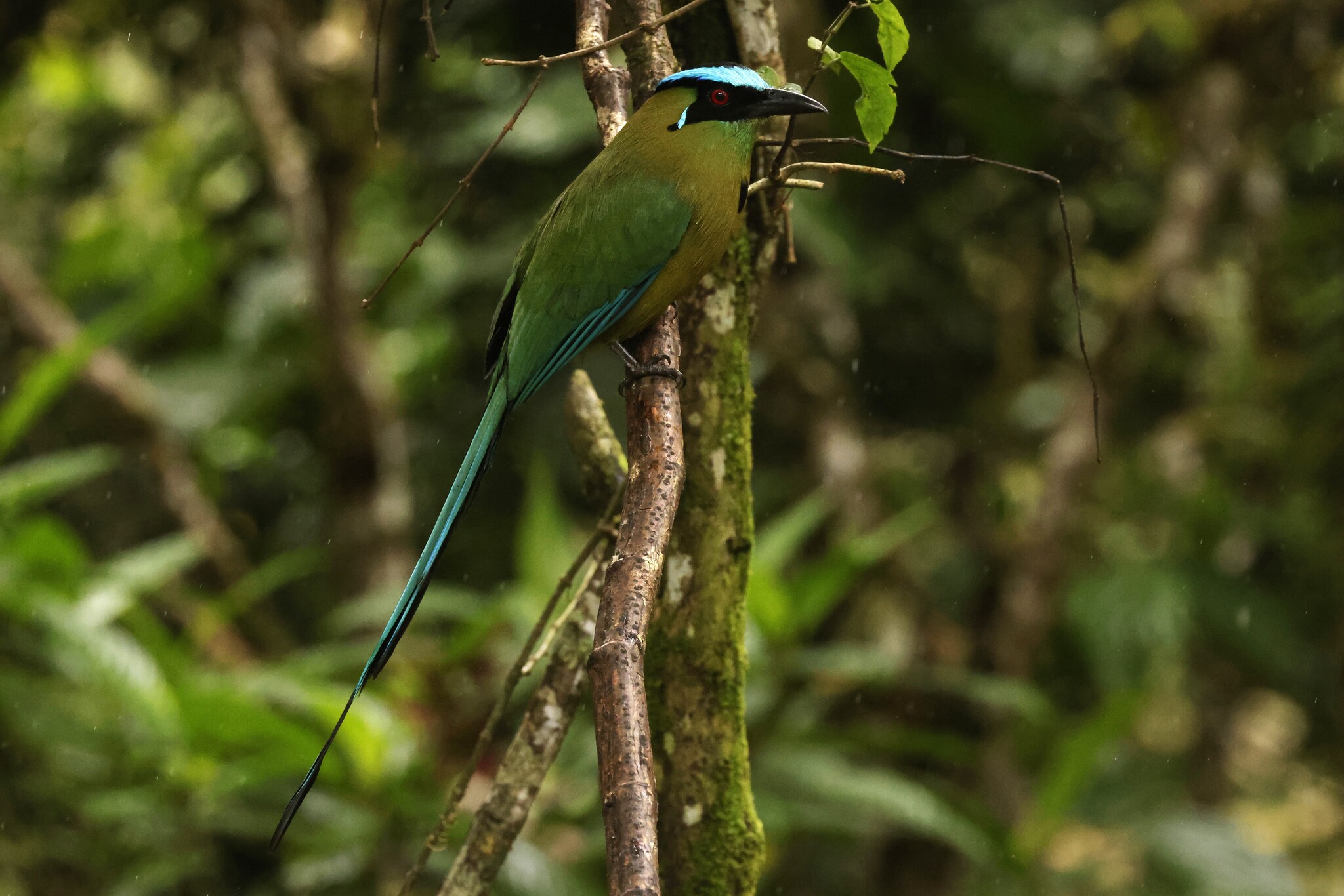 Andean Motmot (Momotus aequatorialis), photo 6