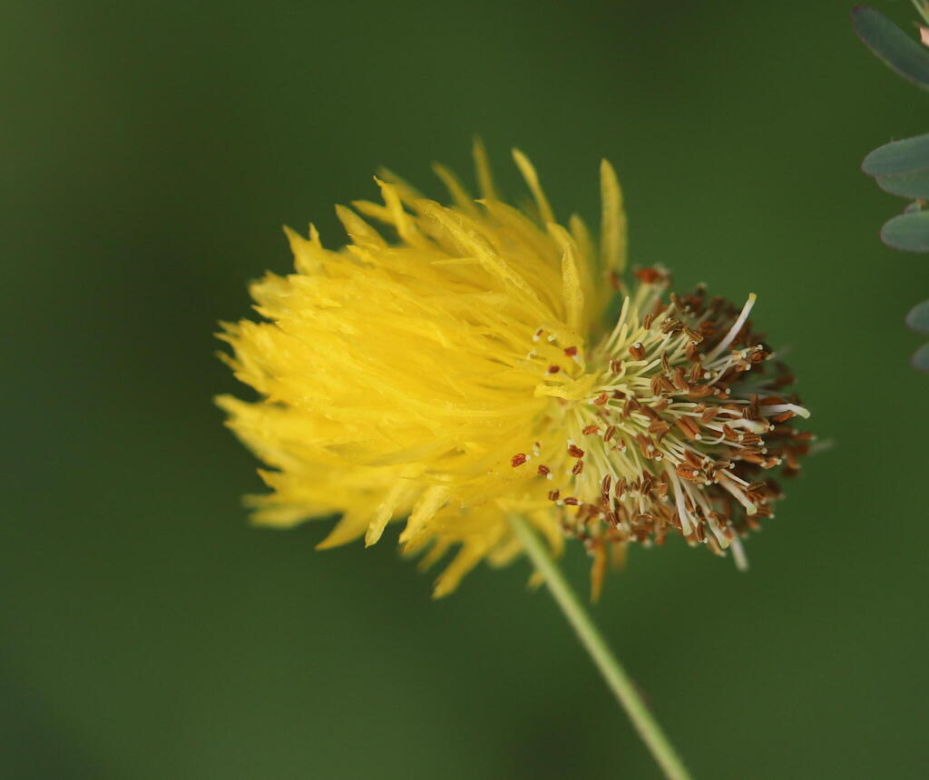 Neptunia plena; photograph (c) Steven Bodzin, some rights reserved (CC BY)