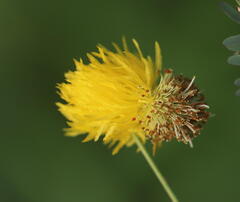 Neptunia plena