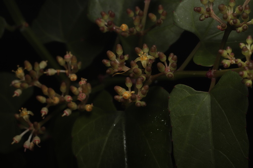 Cissus hastata, photograph 1