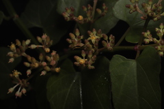 Cissus hastata, photograph (c) Steven Bodzin, some rights reserved (CC BY)