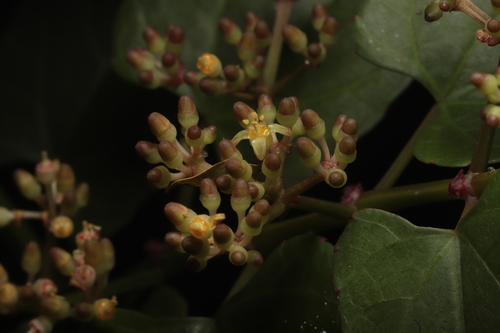 White-stemmed Button Vine (Cissus hastata)