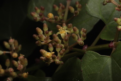 Cissus hastata