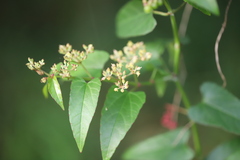 Cissus hastata, photograph (c) Steven Bodzin, some rights reserved (CC BY)