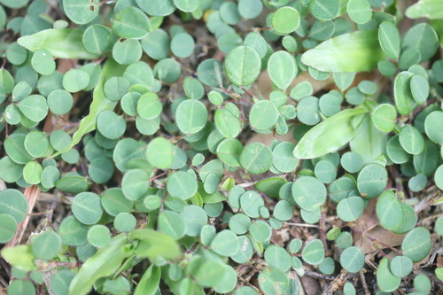 Variable-leaf Tick Trefoil (Grona heterophylla)