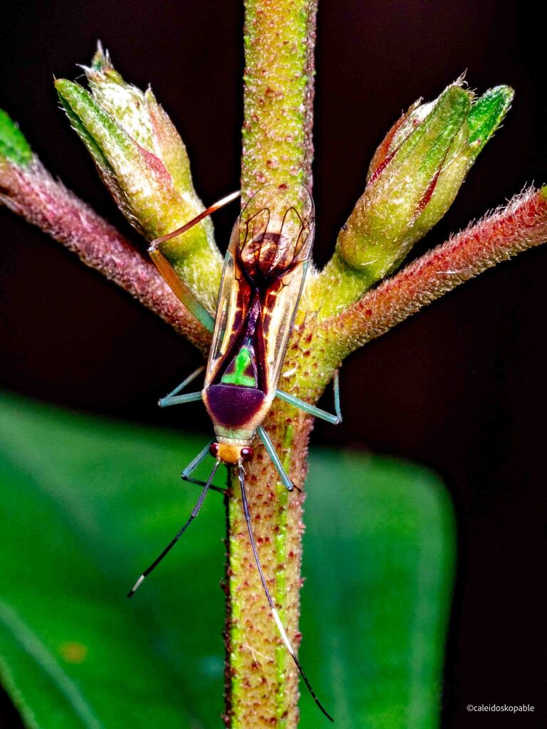 T Shape Bug Green T Bug in March 2026 by caleidoskopable · iNaturalist