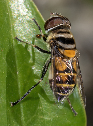 Unknown species found near Sun City Center FL 