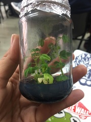 Passiflora cremastantha