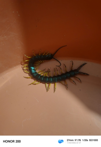 Amazonian Tricolor Centipede