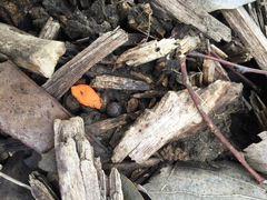 Armadillidium vulgare