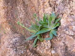 Dudleya saxosa collomiae