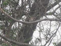 Nystalus maculatus