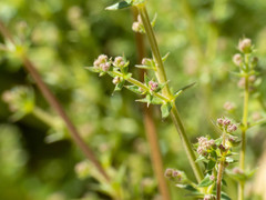 Galium stellatum eremicum