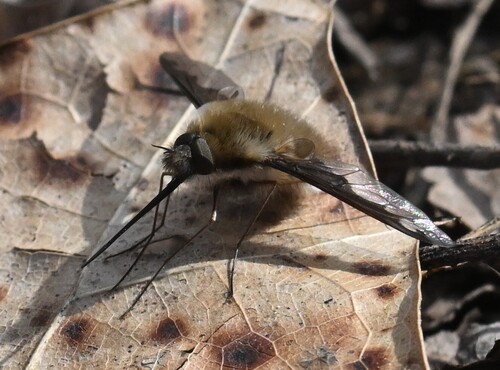 Unknown species found near Union County, TN, USA