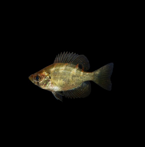 Flier (Centrarchus macropterus) — Centrarchidae — 5