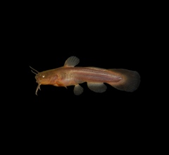 Tadpole Madtom photo 2
