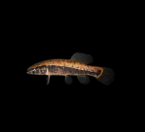 Eastern mudminnow (Umbra pygmaea) — Umbridae — 3