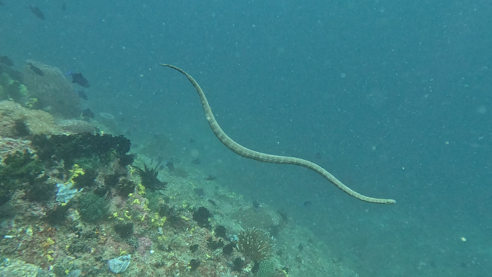 Acrochordus granulatus (Schneider, 1799)