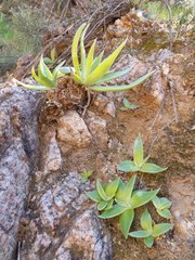 Dudleya saxosa collomiae