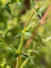 Galium stellatum eremicum