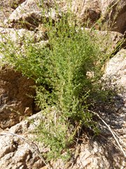Galium stellatum eremicum