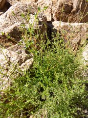 Galium stellatum eremicum