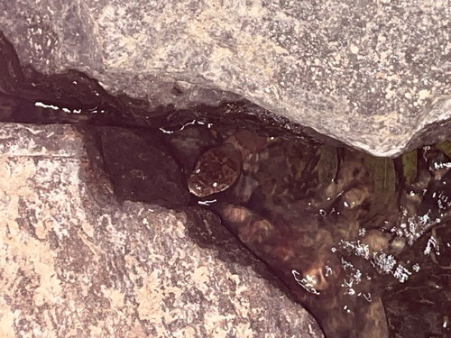Common Watersnake