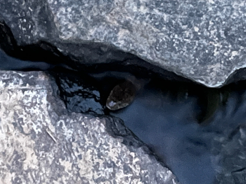 Common Watersnake