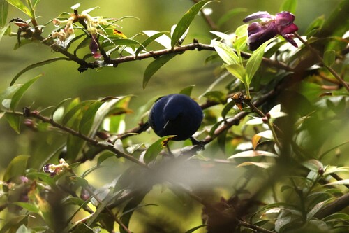 Indigo Flowerpiercer (Diglossa indigotica), photo 3