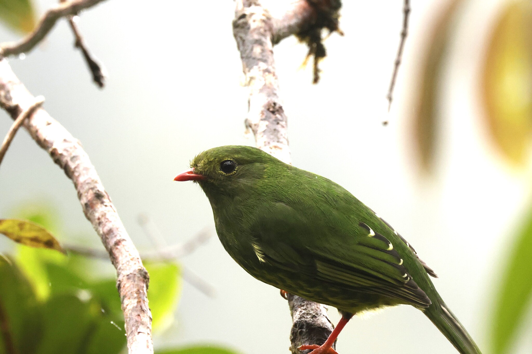 Green-and-black Fruiteater (Pipreola riefferii), photo 6