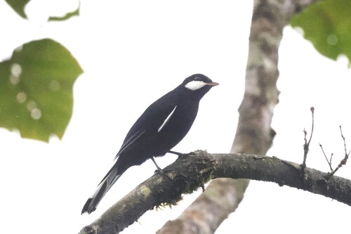 Black Solitaire (Entomodestes coracinus), photo 4